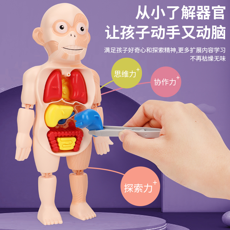 DF儿童科教人体器官模型DIY拼装玩具STEAM启蒙实验教具医学益智早