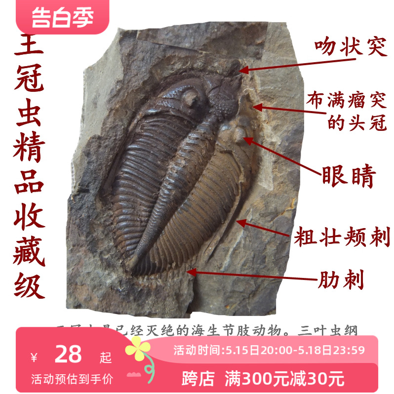 天然精品三叶虫化石摆件石材动物怀旧复古古生物收藏科普标本9999