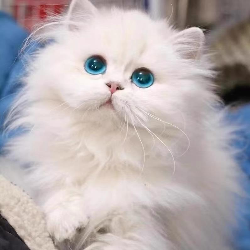 纯种银白色藍眼金吉拉猫幼崽矮脚拿破仑猫长毛高地活体宠物獅子猫