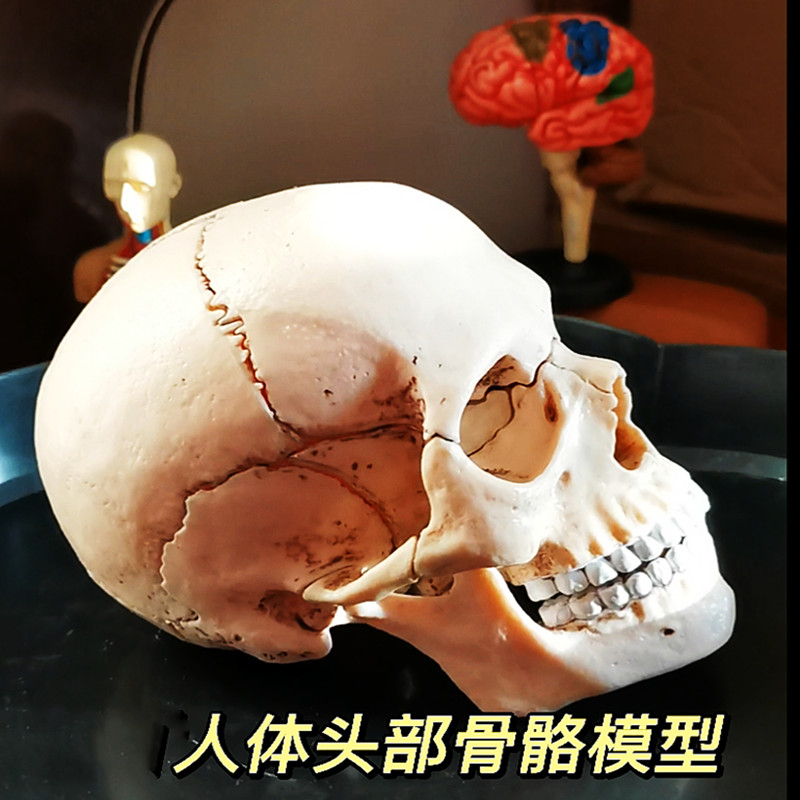 4D Master人体结构头部骨骼头骨骷髅解剖模型医用美术拼装教学玩