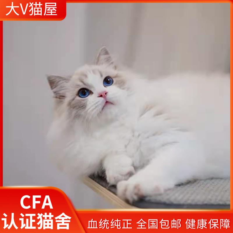 布偶猫纯种山双海双蓝双重点长毛仙女猫波斯系赛级血统宠物猫