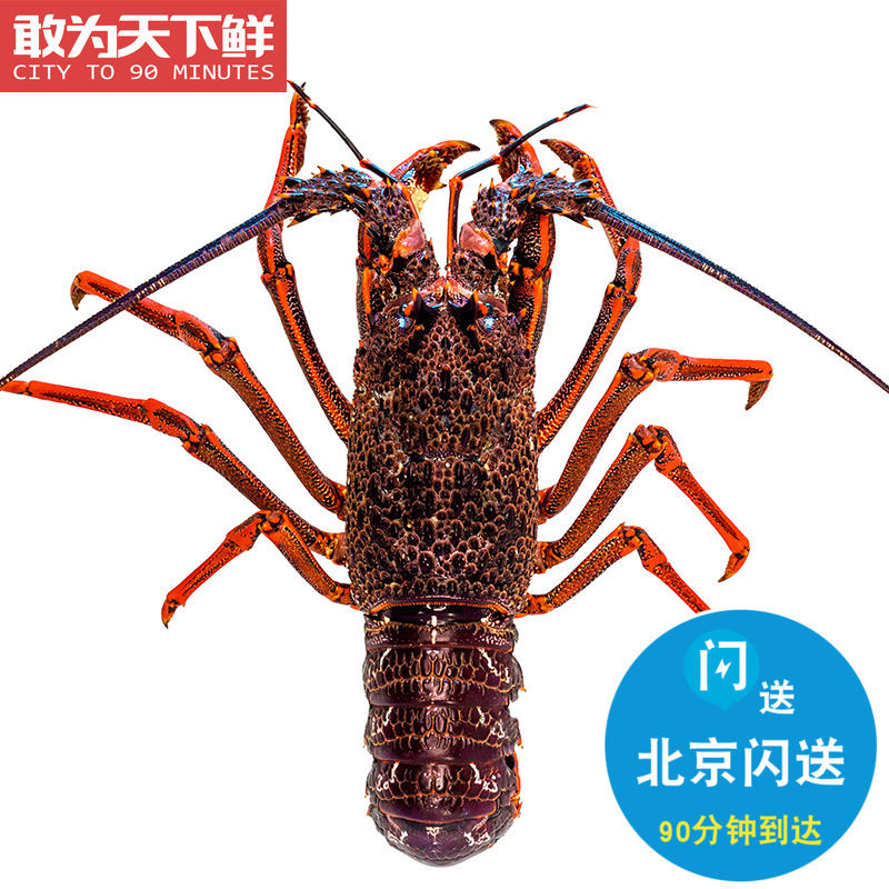 2-6斤都有！北京闪送 鲜活澳龙 新鲜海鲜 水产 澳洲大龙虾 可刺身