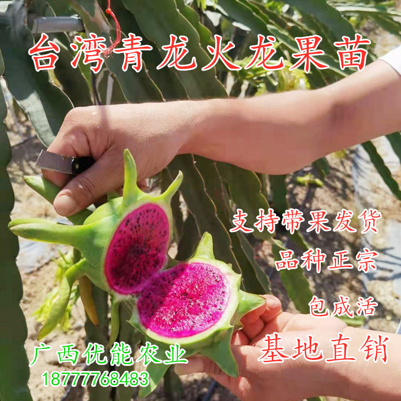 新品种青皮红肉火龙果树苗带果嫁接台湾青龙四季红心火龙果苗盆栽