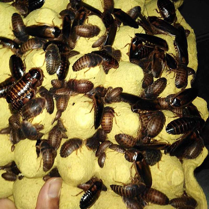 杜比亚蟑螂活体幼体亚成各种规格蜥蜴龙鱼乌龟活体饲料包活繁殖