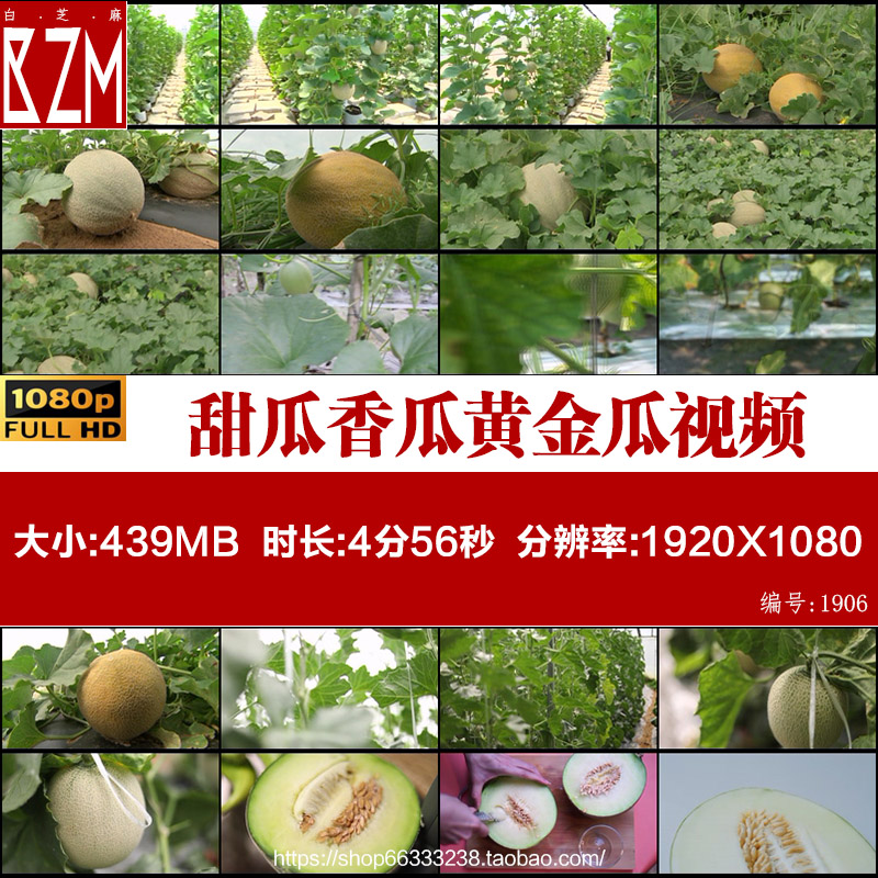 甜瓜香瓜黄金瓜哈密瓜有机瓜果种植园高清实拍视频素材
