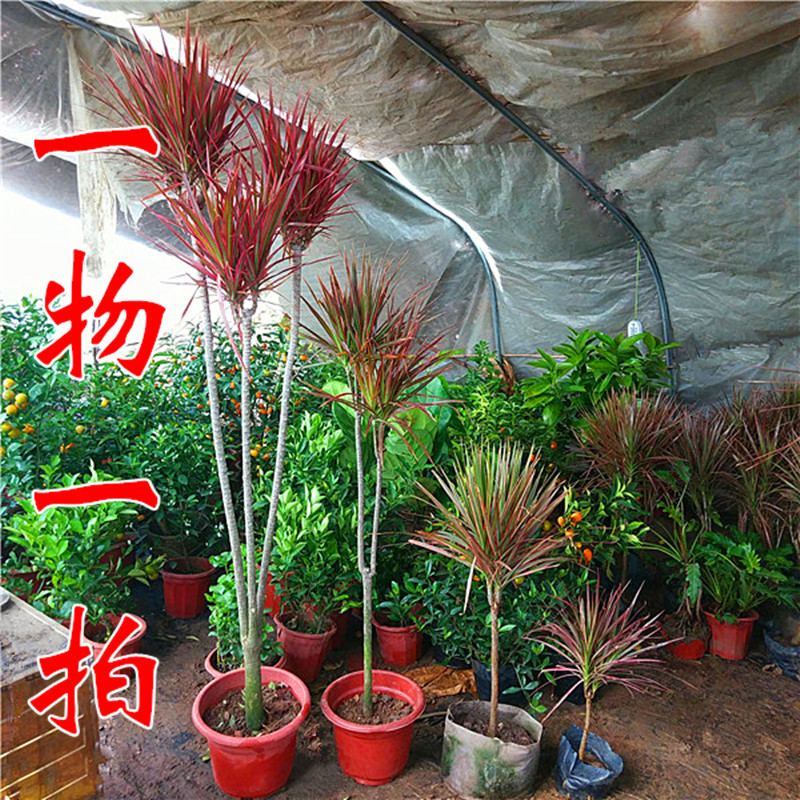 包邮七彩铁千年木盆栽 三色龙血树红竹观叶植物 吸甲醛苯室内盆景