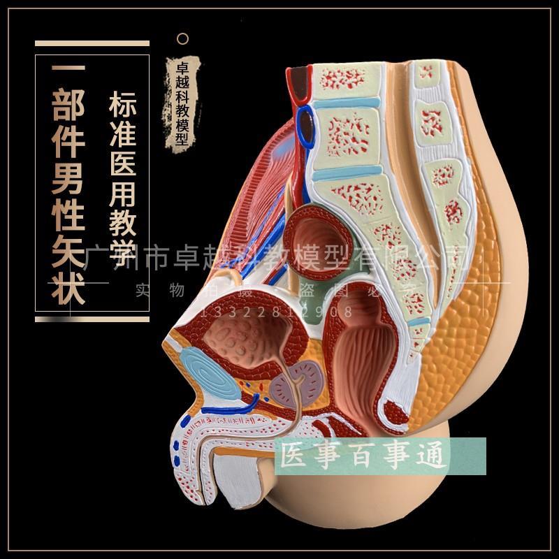 男性矢状解剖(1件) 人体男性矢状模型 前列腺生殖泌尿系统模具前
