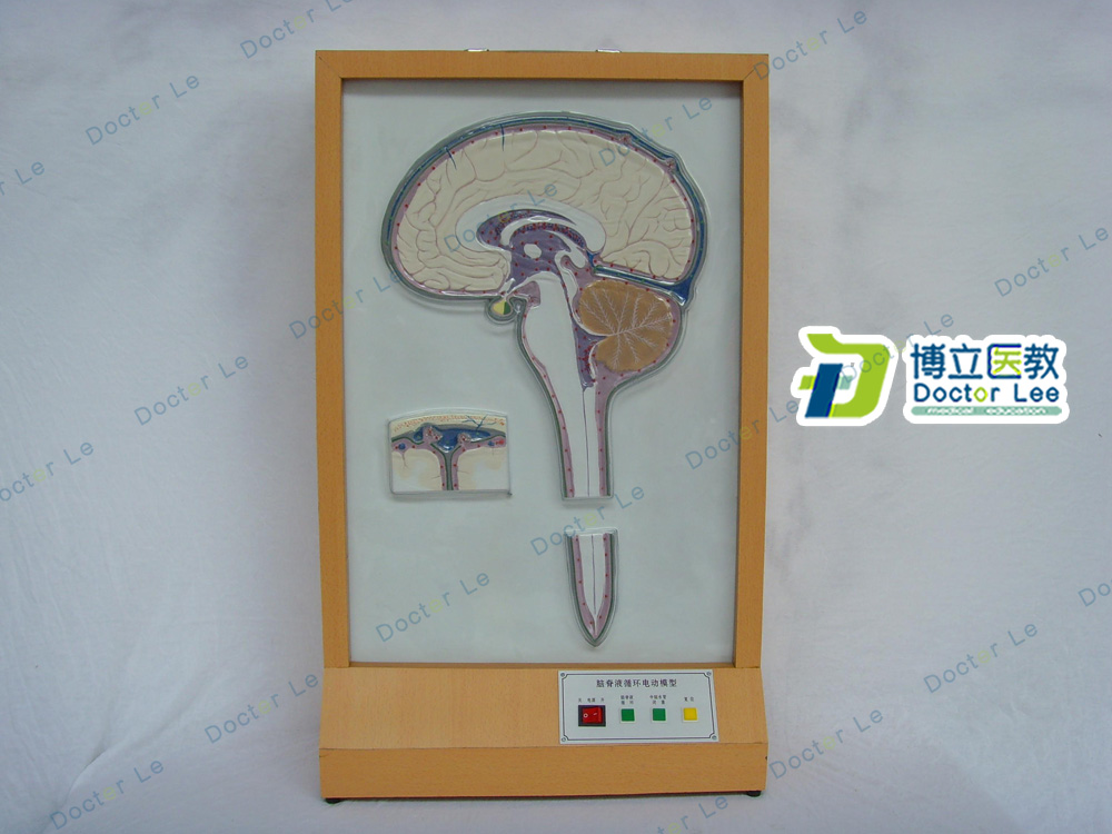 人体脑脊液循环电动模型人体教学模型科X普展示用品