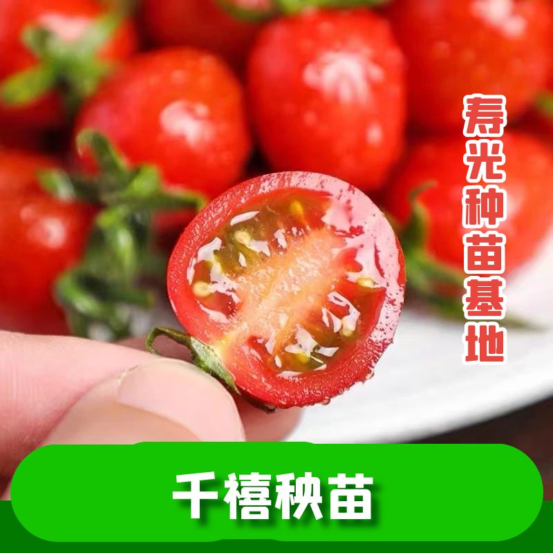 小西红柿有几个品种