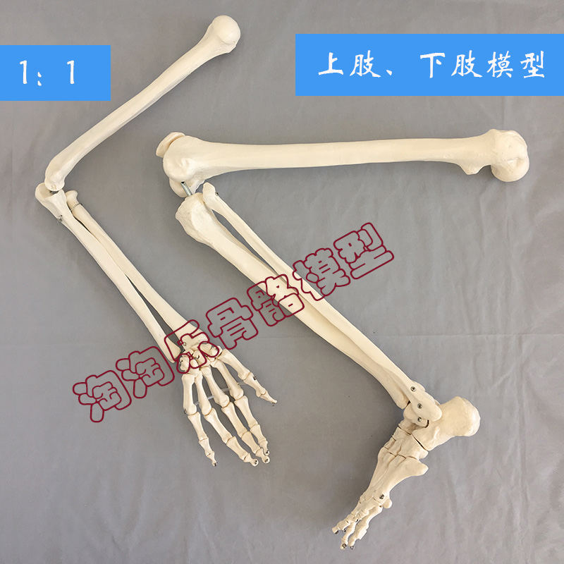 自然大上肢骨成人手臂下肢大腿骨脚掌模型人体骨骼指关节骨科仿真
