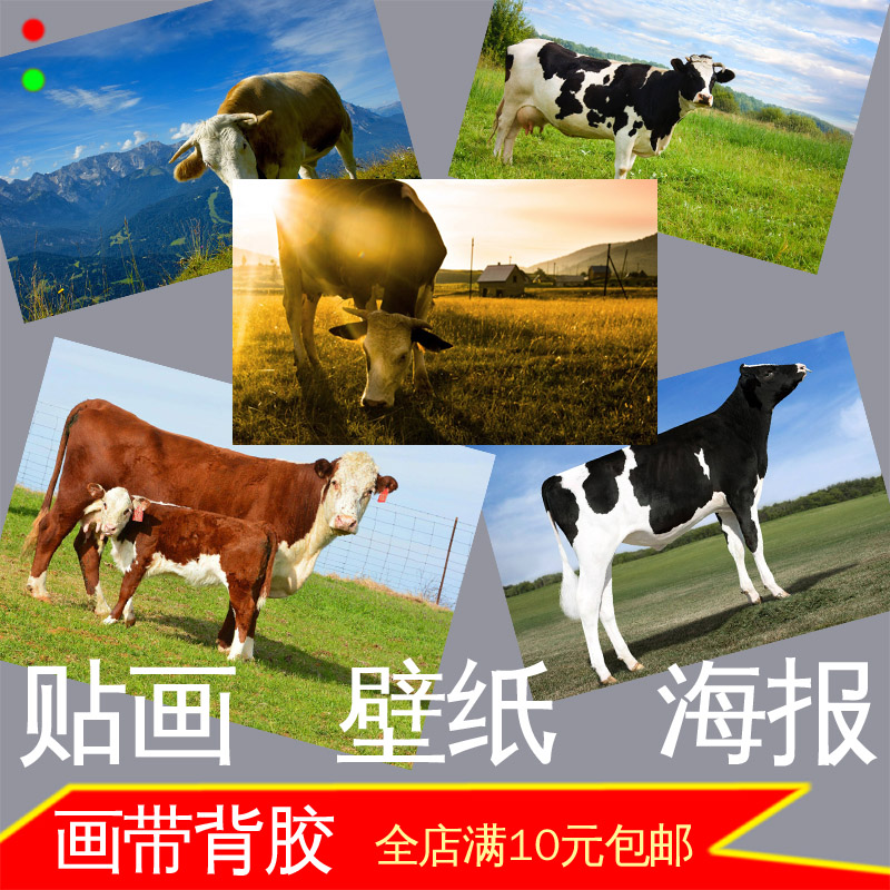 牛照片海报公牛母牛装饰画墙贴画动物水牛奶牛壁画挂画自粘带背胶