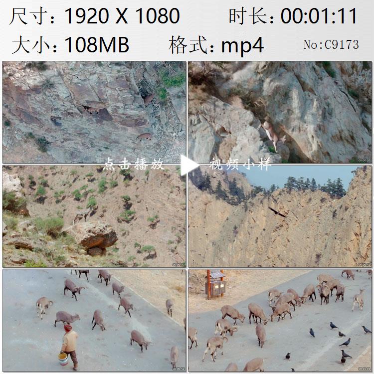 航拍宁夏岩羊峭壁山岩上奔跑贺兰山自然保护区人工饲养视频素材
