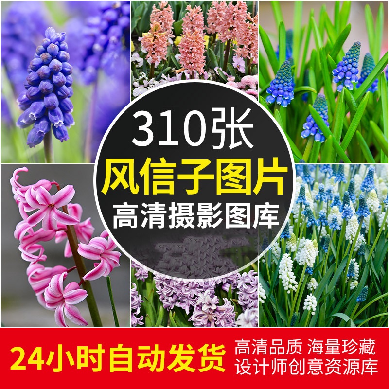 4K高清葡萄风信子图片自然风景花卉植物唯美清新摄影壁纸ps素材