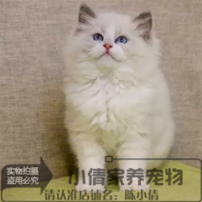 家养繁殖纯种布偶猫蓝双活体幼猫宠物猫公母均有赛级布偶猫出售x