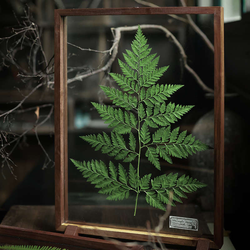 种籽造物植厥植物标本胡桃木玻璃北欧摆件挂画客厅沙发装饰画