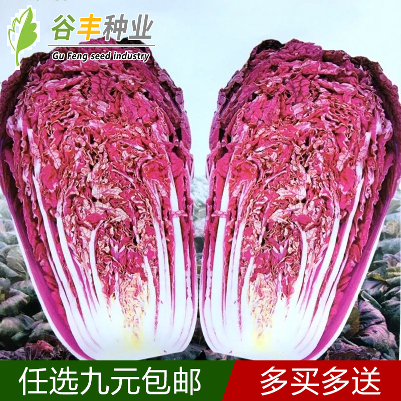 千宝菜种子紫色大白菜种籽非转基因有机蔬菜红紫白菜种孑特色蔬菜