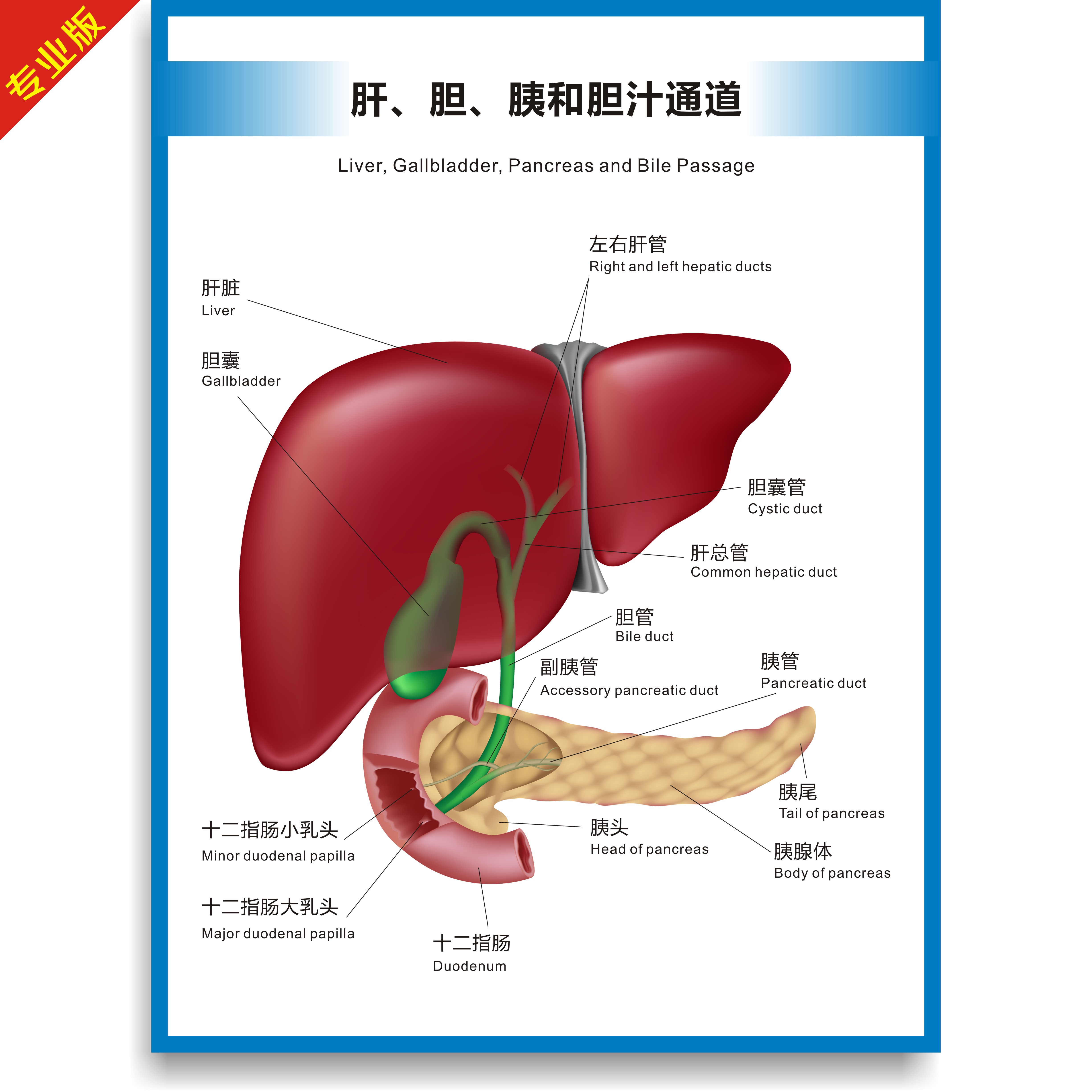 肝、胆、胰和胆汁通道解剖图结构图高清医疗医学医院诊所挂图海报