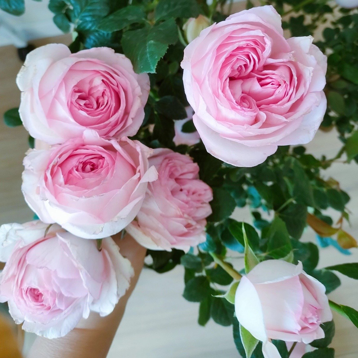 伊夫婚礼盒月季 粉色大花浓香型强香阳台庭院灌木月季