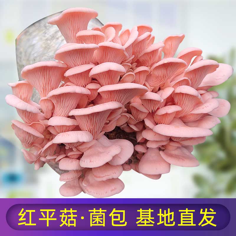 红平菇蘑菇种植包菌种菌包家种菌菇香菇食用袋装家庭新鲜菌棒盆栽
