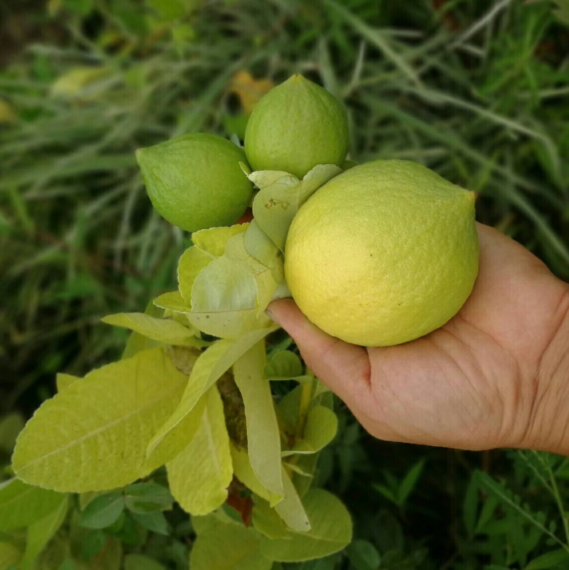 室外庭院阳台盆栽地栽 矮生香水柠檬树苗 裸根苗20多厘米高