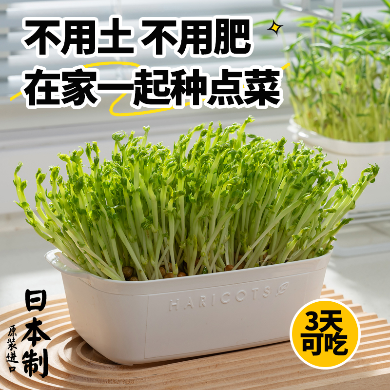 日本进口豌豆苗发芽盆绿豆芽栽培器蔬菜猫草种植无土水培育苗托盘