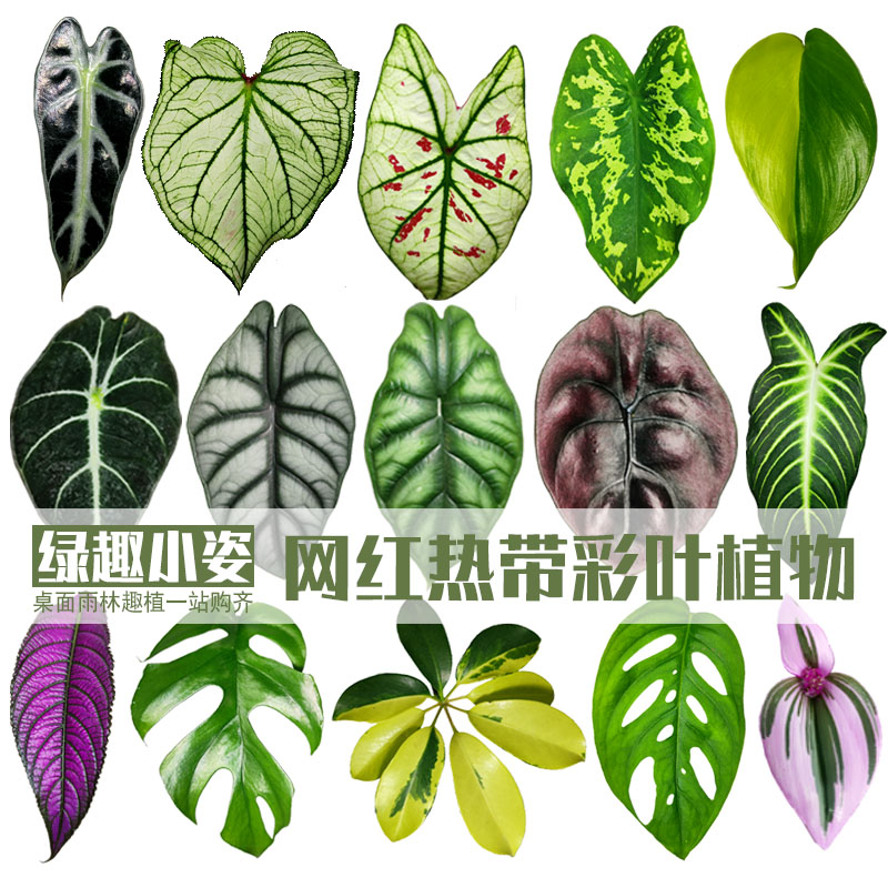 七彩铁植物