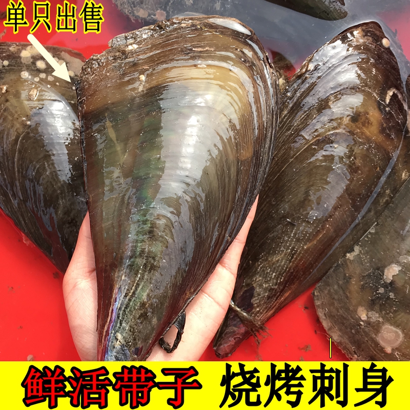 带子海鲜扇贝超大特大瑶柱淡菜水产鲜活烧烤贝壳类300g/只大
