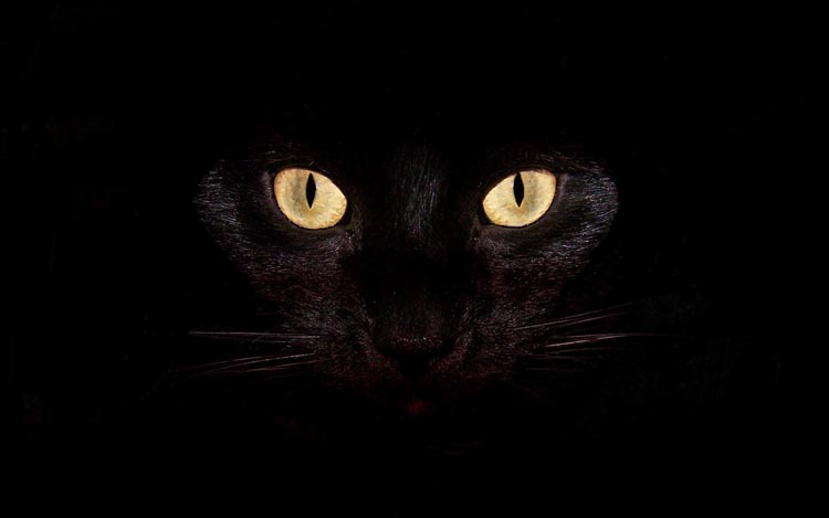贴画凶猛的猫咪 黑色猫恶猫动物 可怕猫的眼神装饰画壁纸贴图海