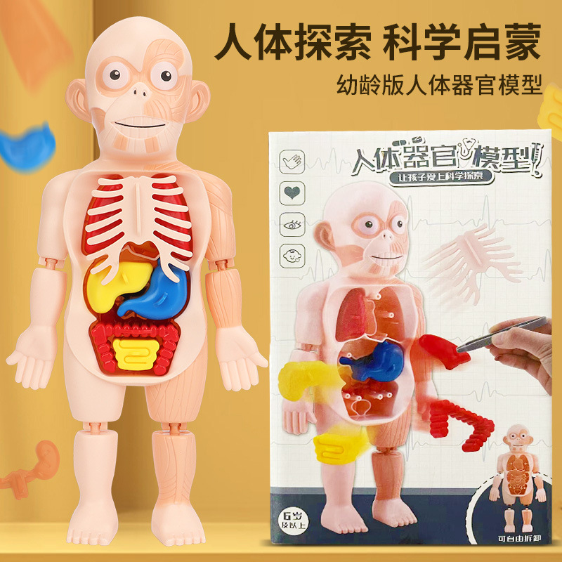 跨境科教人体模型拼装结构骨骼器官骨架内脏解剖早教儿童益智玩具