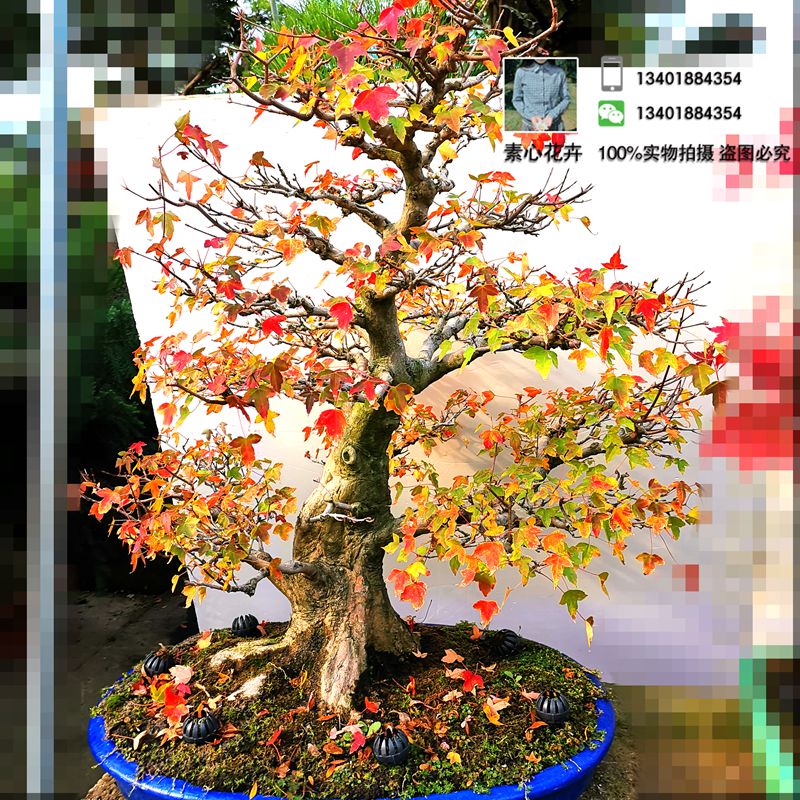 日本进口盆栽 精品展会级枫树盆景 日本唐枫 附石唐枫树桩  实物