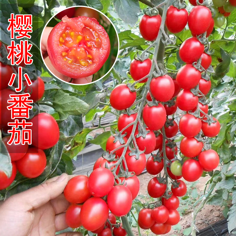 红樱桃小番茄种孑千禧圣女果种籽四季小西红柿子种水果黄色番茄种