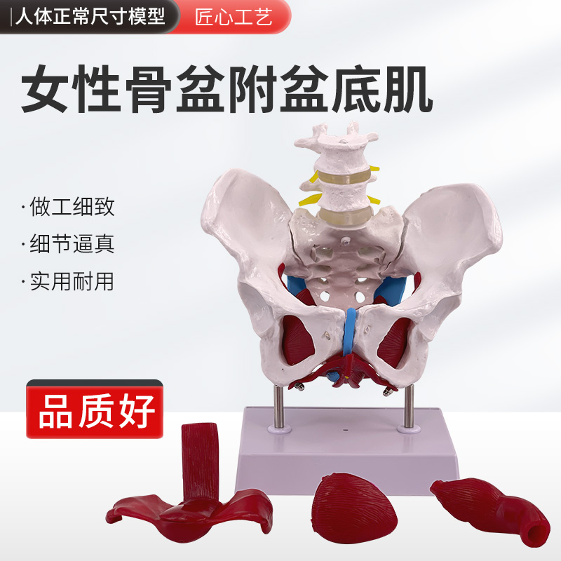 女性骨盆模型及盆底肌模型 子宫 直肠 盆骨妇科分娩助产教学模型