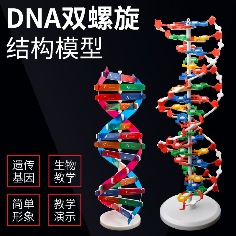 DNA双螺旋结构模型大号高中分子结构模型60cmJ33306脱氧核苷酸链碱基对遗传基因染色体双链生物科学教学仪器