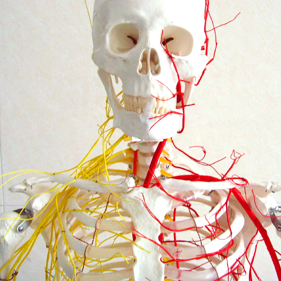 ENOVO颐诺医学人体170CM骨骼神经血管骨架标本骨骼模型人体血管神
