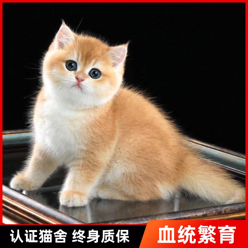 纯种英短金渐层猫咪幼猫赛级宠物猫ny12色短毛猫金银渐层幼猫
