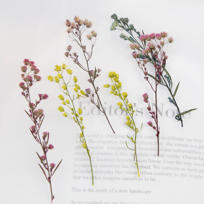 小蓬草 植物标本真花干花 相框摆台 香薰 押花画 DIY手工材料