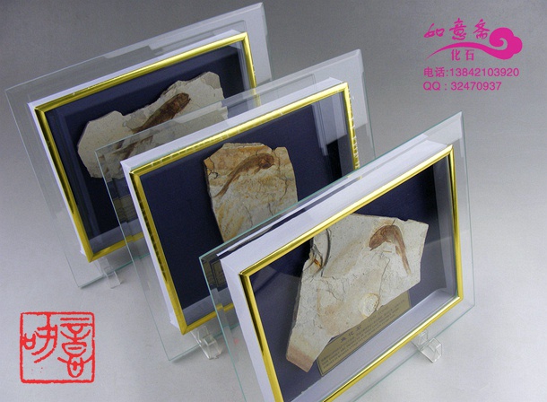 狼鳍鱼古生物化石科普教学标本朝阳天然奇石动植物礼盒摆件促销