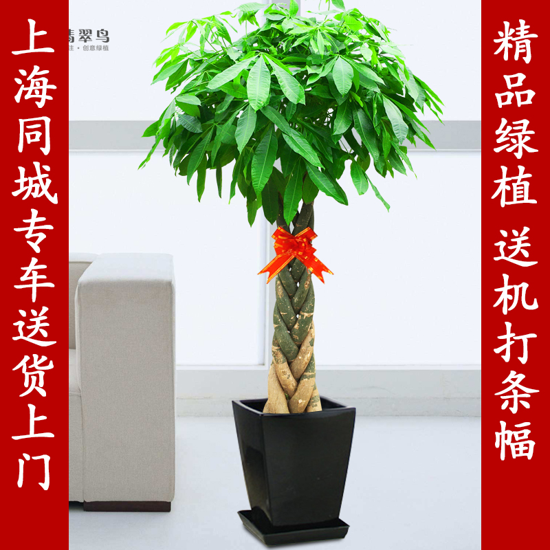 五辫发财树盆栽 室内办公室绿化 开业乔迁送礼植物 上海送货上门