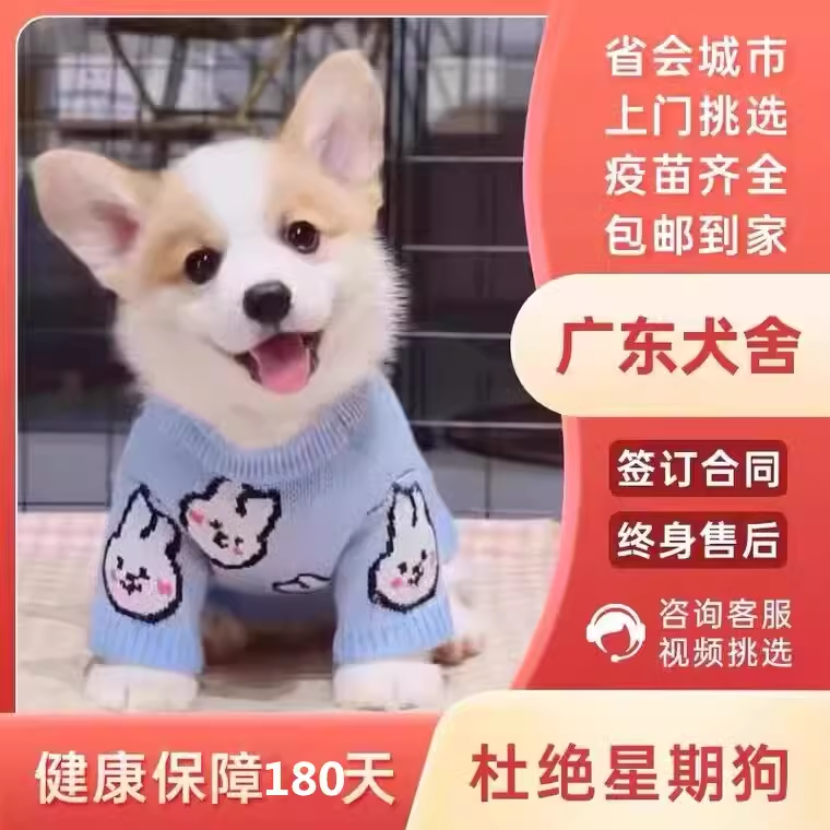 【广东犬舍】柯基幼犬纯种双色三色柯基犬威短腿小型犬活体宠物狗