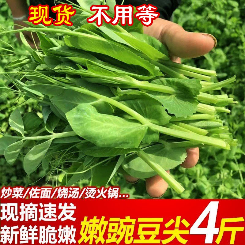 现摘四川豌豆尖4斤当季新鲜蔬菜农家嫩豌豆苗露天种植龙须菜现货