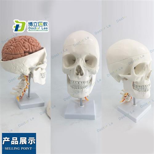 人体头骨模型自然大头骨带颈椎附脑模型头颅脑动脉模型有支架
