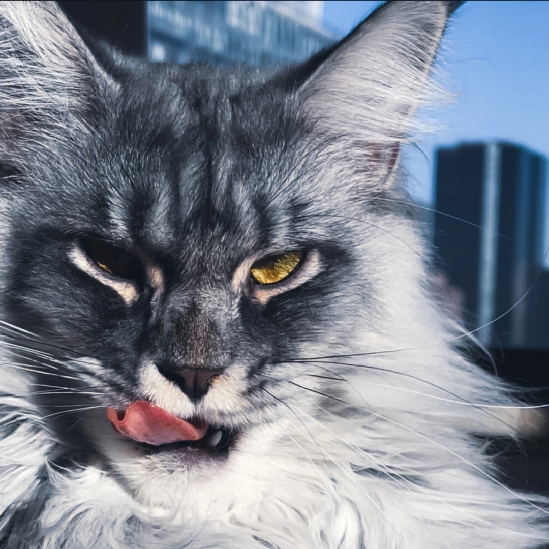 俄罗斯缅因猫幼猫纯种宠物猫幼崽猫咪活物烟灰银棕红虎斑血统猫舍