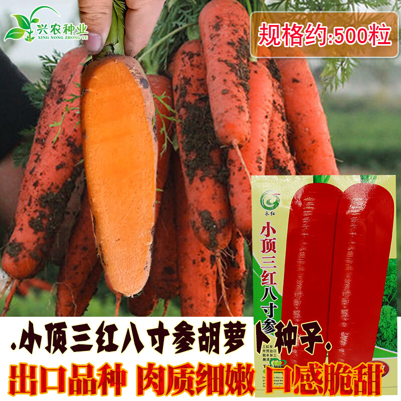 小顶三红八寸参胡萝种子菜园四季蔬卜阳台 菜红胡萝卜籽出口品种