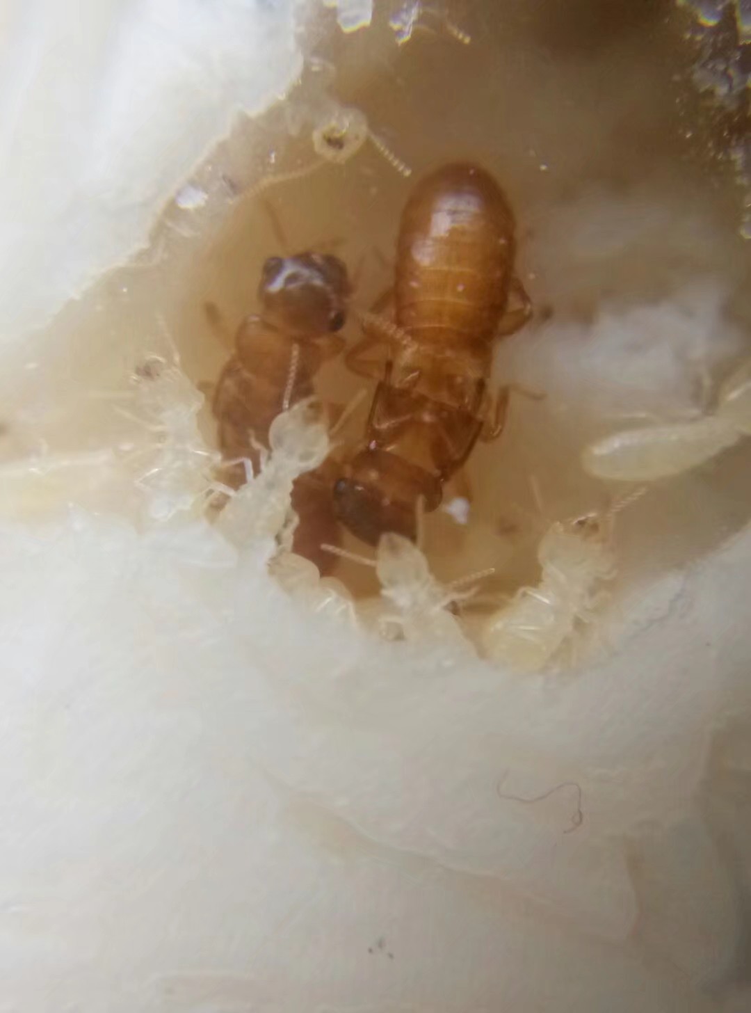 家白蚁 台湾乳白蚁 新王后一对 白蚁 宠物白蚁 白蚁活体 白蚁活物