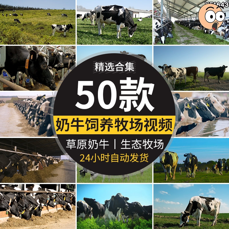 牛奶乳业奶牛牧场现代畜牧科技生态养殖草原草地奶牛挤奶实拍视频