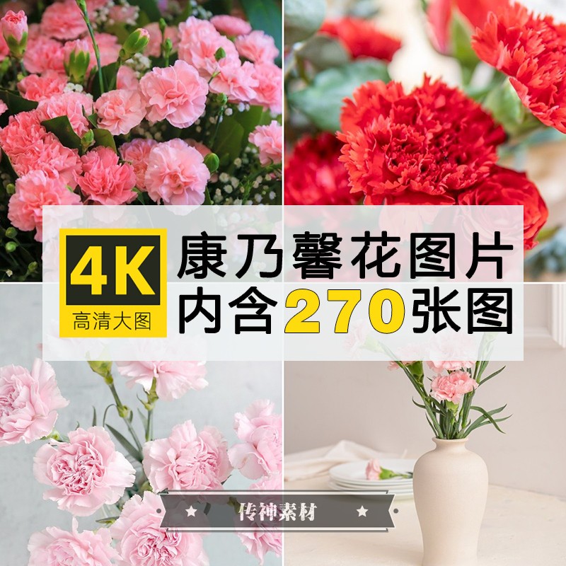 高清康乃馨图片母亲节温馨唯美花卉花朵植物4K背景摄影ps素材合集