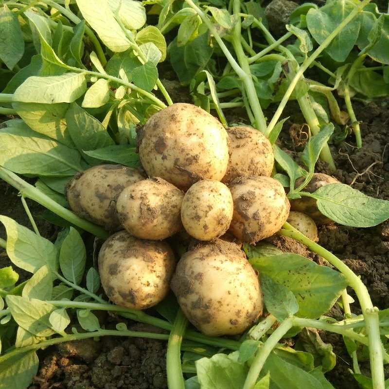 6斤装浙江衢州江山新鲜小土豆农家自种非转基因新鲜蔬菜马铃薯