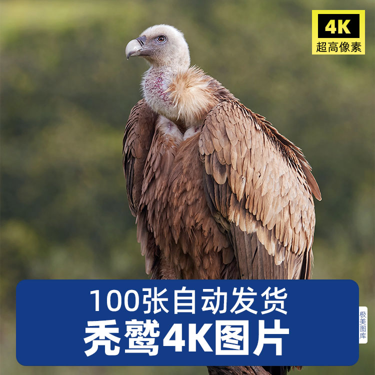 高清4K秃鹰秃鹫兀鹫大型猛禽飞禽鸟类野生动物摄影素材JPG图片