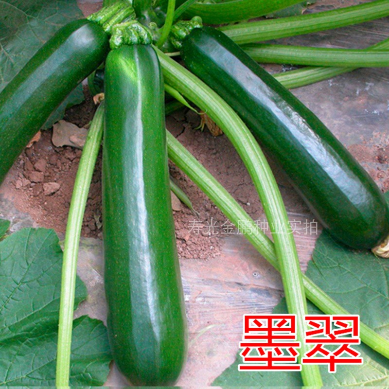 墨翠西葫芦种子黑绿皮长条西葫芦种籽特色蔬菜角瓜种籽四季包邮