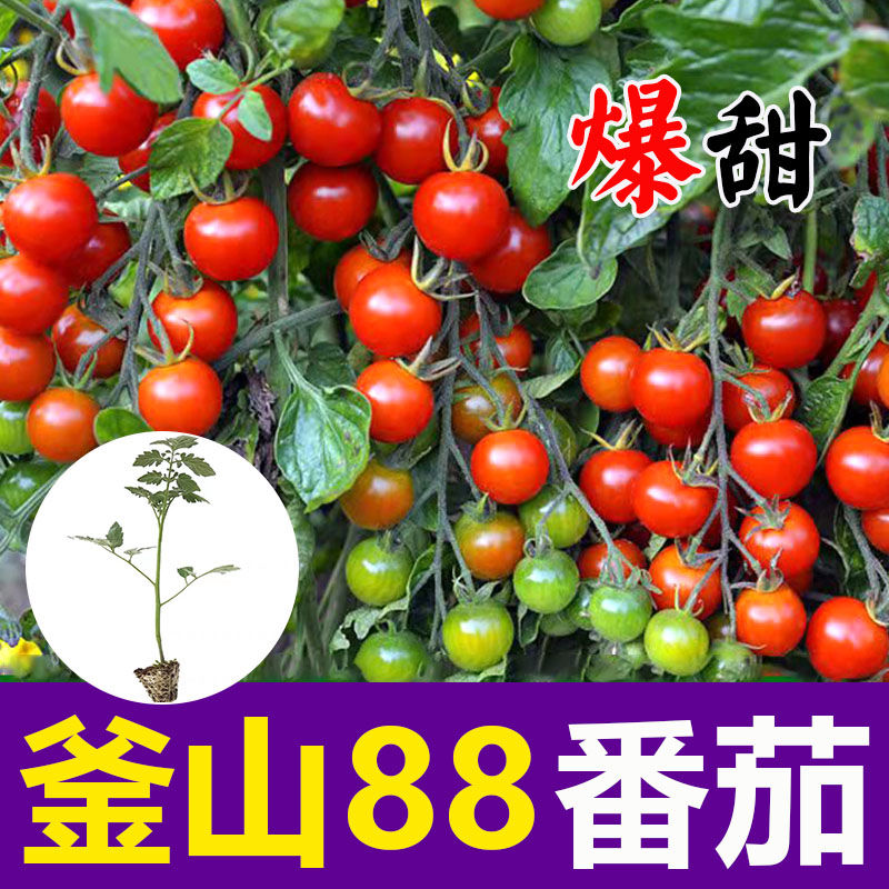 釜山88番茄苗子种子番茄苗秧四季盆栽春秋种籽小西红柿苗种子寿光